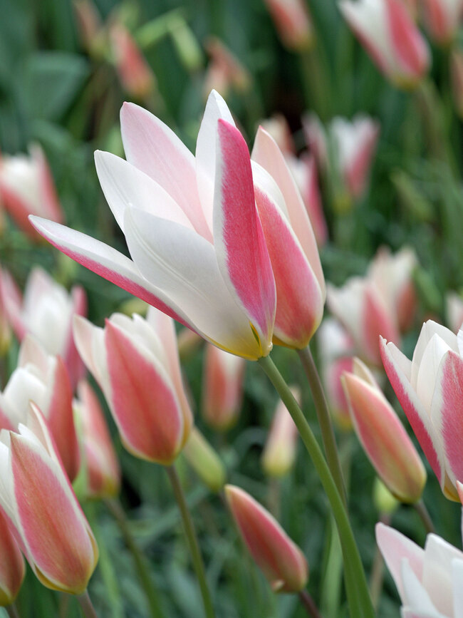 Tulipa clusiana 'Lady Jane'